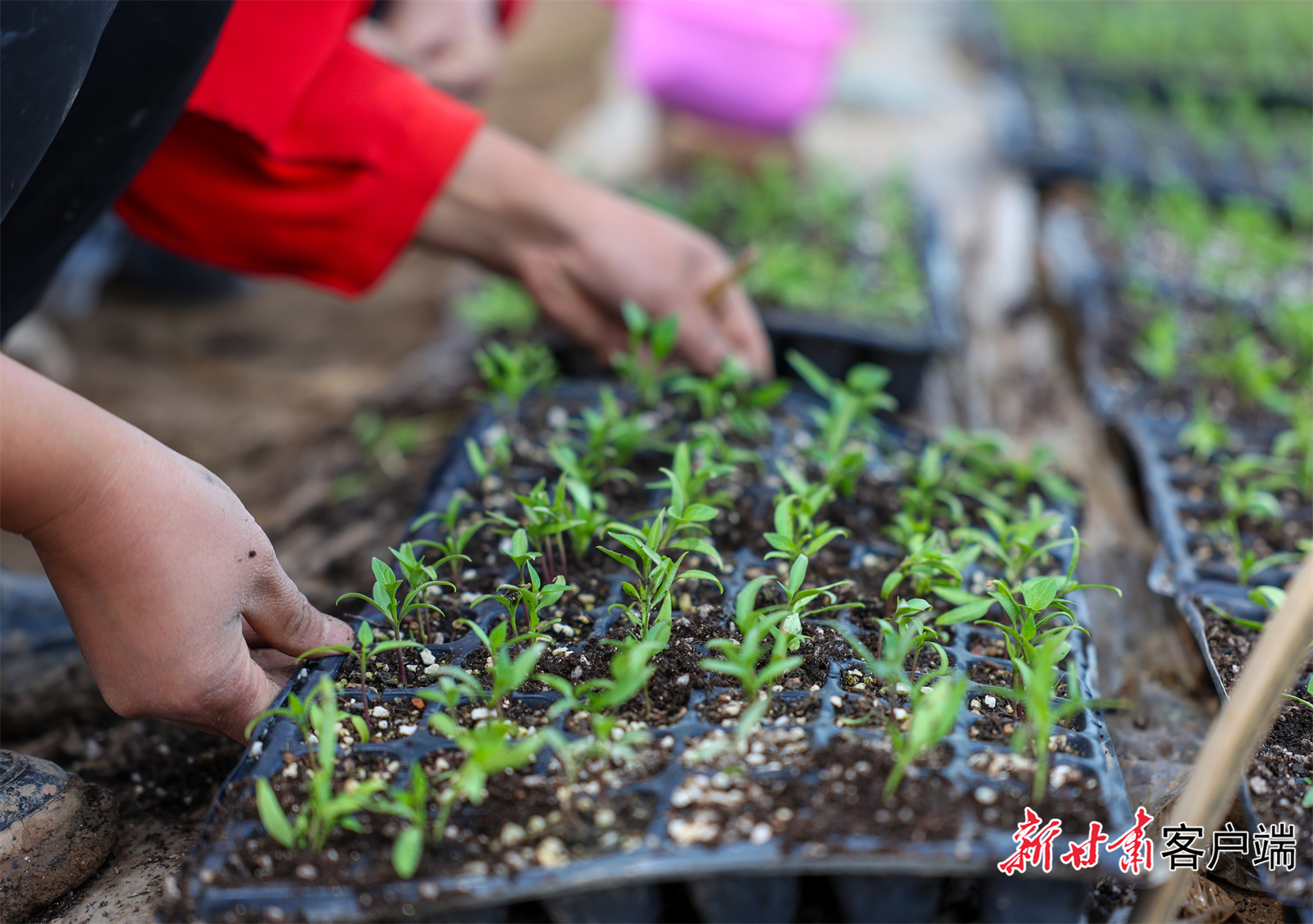 FZ007231585392_A4458432